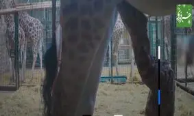 لحظه شگفت انگیز تولد زرافه در باغ‌ وحش+فیلم