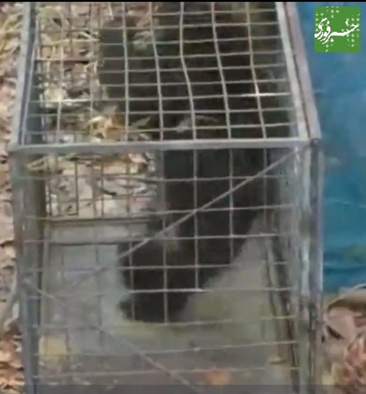 لحظه‌ی نجات خرس گیر افتاده در چاه+فیلم