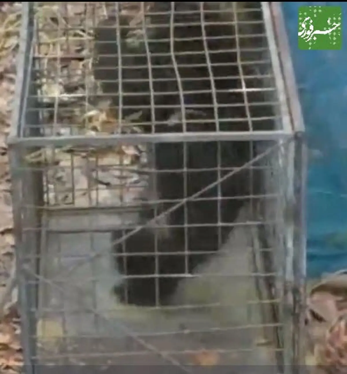 لحظه‌ی نجات خرس گیر افتاده در چاه+فیلم