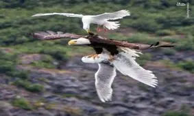 لحظه شکار یک پرنده توسط عقاب + تصویر