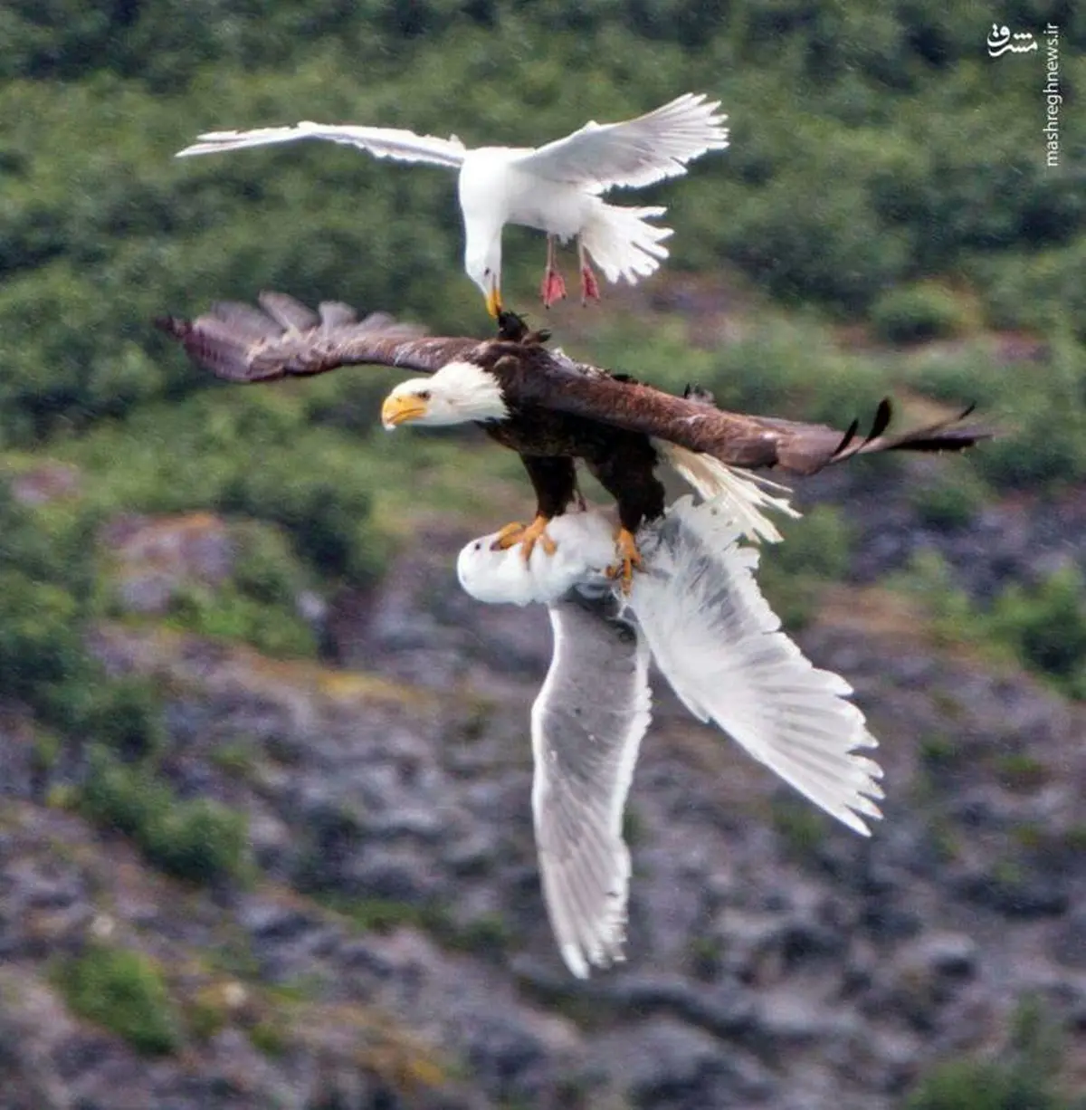لحظه شکار یک پرنده توسط عقاب + تصویر
