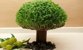 نحوه کاشت سبزه به صورت درختچه