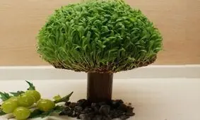 نحوه کاشت سبزه به صورت درختچه