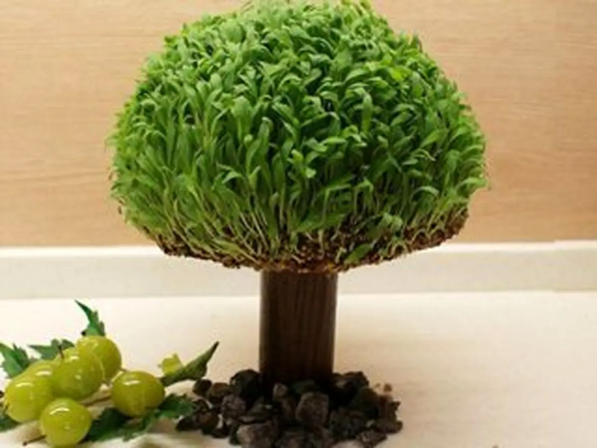 نحوه کاشت سبزه به صورت درختچه