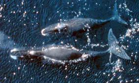 پیرترین موجوداتی که انسان‌ها شکار کردند + تصاویر