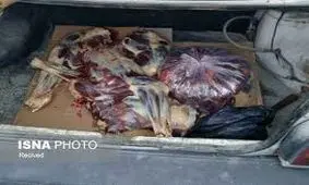 کشف محموله گوشت الاغ در بندرعباس! +فیلم