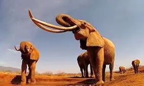 آخرین بازمانده نسل ماموت‌ها + فیلم