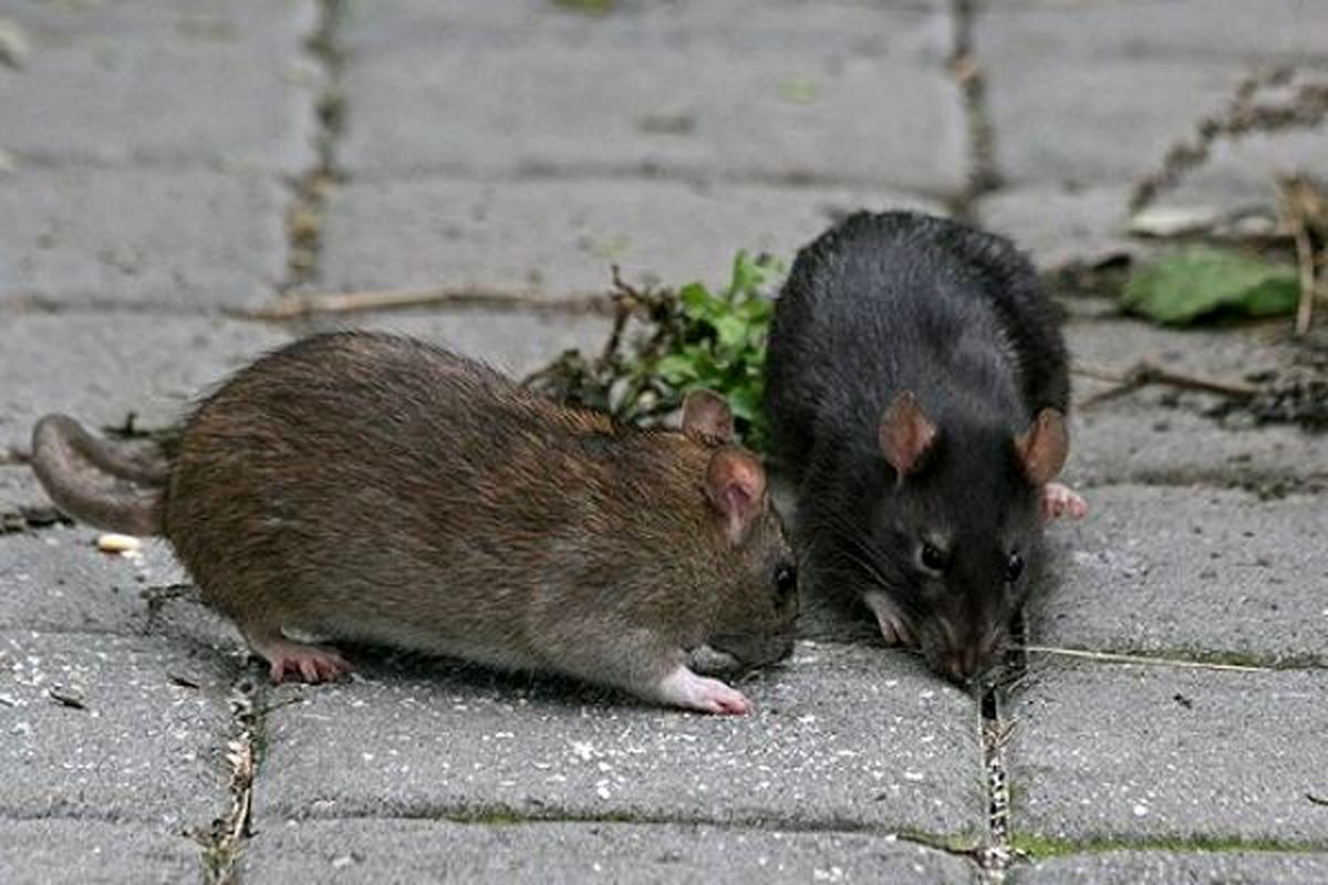 بیشترین تعداد موش تهران، در میدان انقلاب است/ آیا در زلزله پایتخت، موش‌ها آدم‌ها را می‌خورند؟