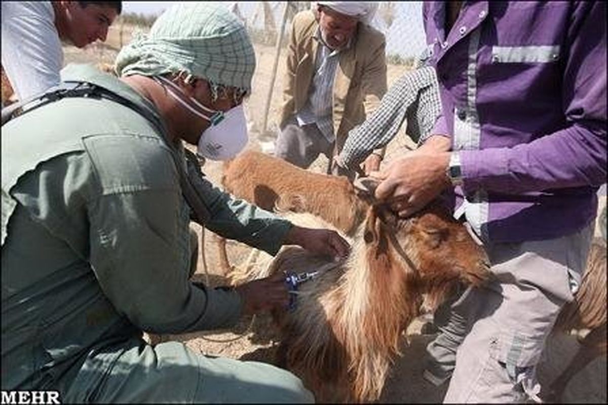 ۳.۵ میلیون رأس دام سبک در آذربایجان شرقی واکسینه میشود