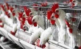 جلوگیری از خروج ۶ تن طیور در عملیات پلیس ساوه