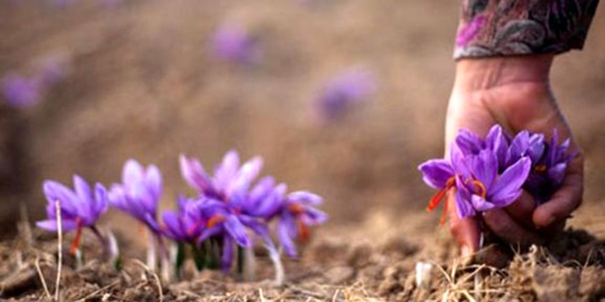 پیش‌بینی افزایش ۱۰درصدی قیمت زعفران در نوروز