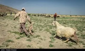 زمان کوچ عشایر کهگیلویه و بویراحمد مشخص شد
