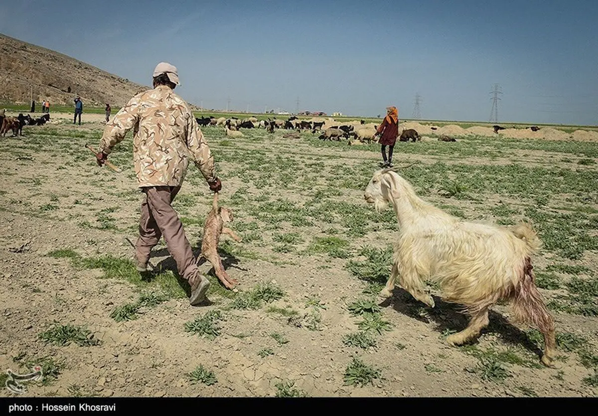 زمان کوچ عشایر کهگیلویه و بویراحمد مشخص شد