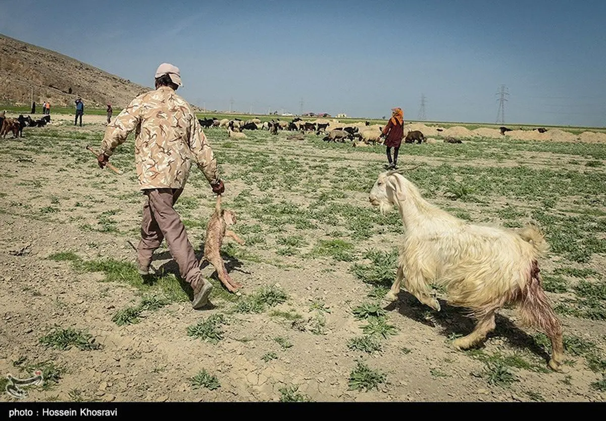 زمان کوچ عشایر کهگیلویه و بویراحمد مشخص شد
