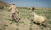 زمان کوچ عشایر کهگیلویه و بویراحمد مشخص شد