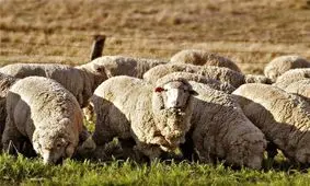 ۵۰ هزار راس گوسفند برای تنظیم بازار گوشت از بندر چابهار وارد کشور می‌شود