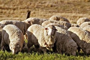۵۰ هزار راس گوسفند برای تنظیم بازار گوشت از بندر چابهار وارد کشور می‌شود