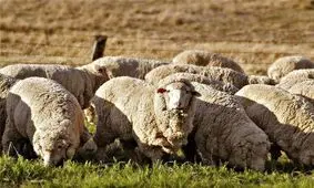 ۵۰ هزار راس گوسفند برای تنظیم بازار گوشت از بندر چابهار وارد کشور می‌شود