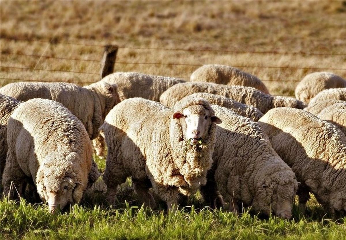 ۵۰ هزار راس گوسفند برای تنظیم بازار گوشت از بندر چابهار وارد کشور می‌شود