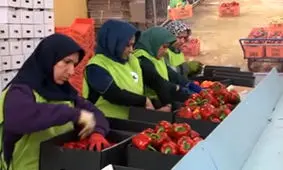 صادرات محصولات گلخانه‌ای؛ از تیران و کرون تا روسیه + فیلم