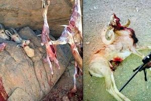 "بزرگترین باند کشتار حیات وحش" در کرمان به کجا ختم شد؟