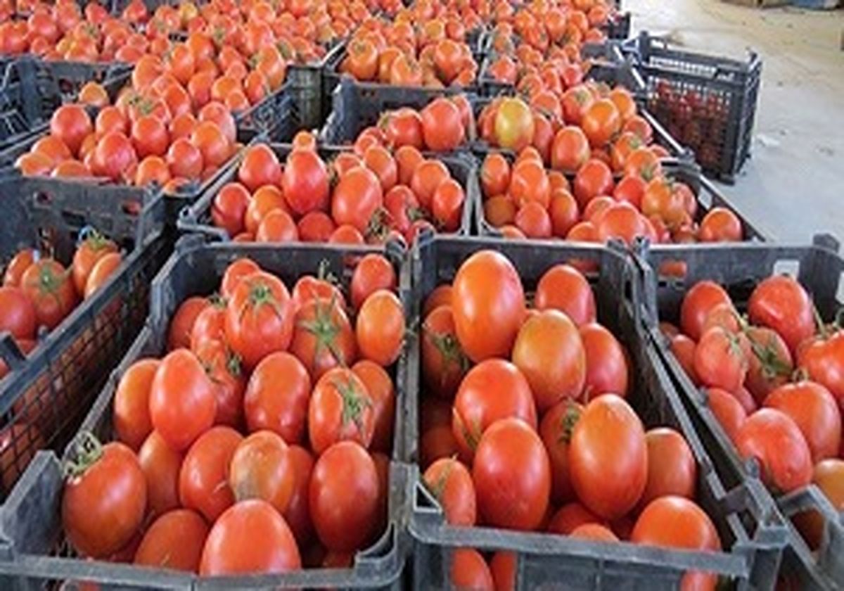 توقیف محموله قاچاق گوجه فرنگی