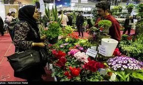 قیمت سنبل ۳ برابر شد