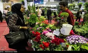 قیمت سنبل ۳ برابر شد