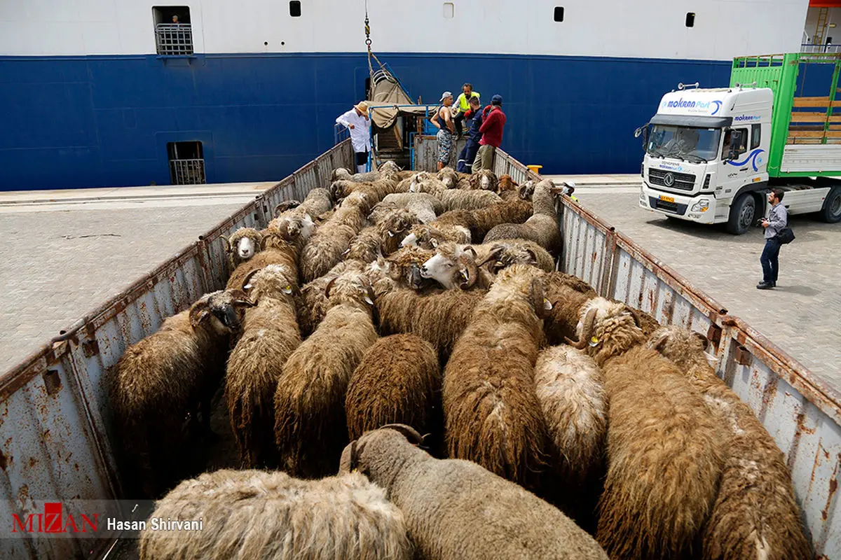 واردات دام زنده با کشتی ادامه دارد+ تصاویر