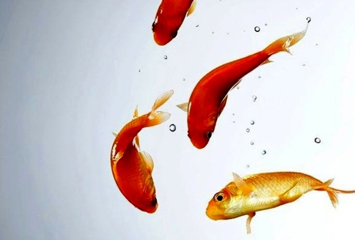 نکات محیط زیستی درباره ماهی گلی چینی