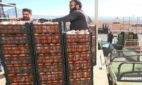 میوه طرح تنظیم بازار نوروز در ۱۲۷ واحد صنفی توزیع می‌شود