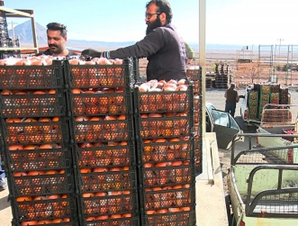 میوه طرح تنظیم بازار نوروز در ۱۲۷ واحد صنفی توزیع میشود