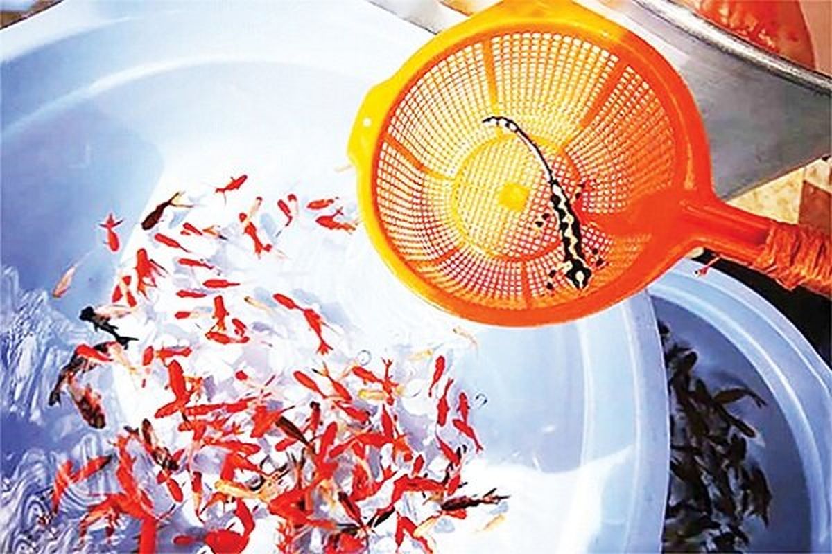 برخورد با فروش جانوران وحشی در مراکز عرضه ماهی قرمز