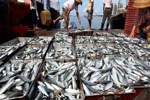 ماهی‌های توقیف شده صید ترال بین نیازمندان بوشهری توزیع شد