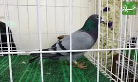 کبوتر چاهی ۱۲ هزار دلار در بصره فروش رفت