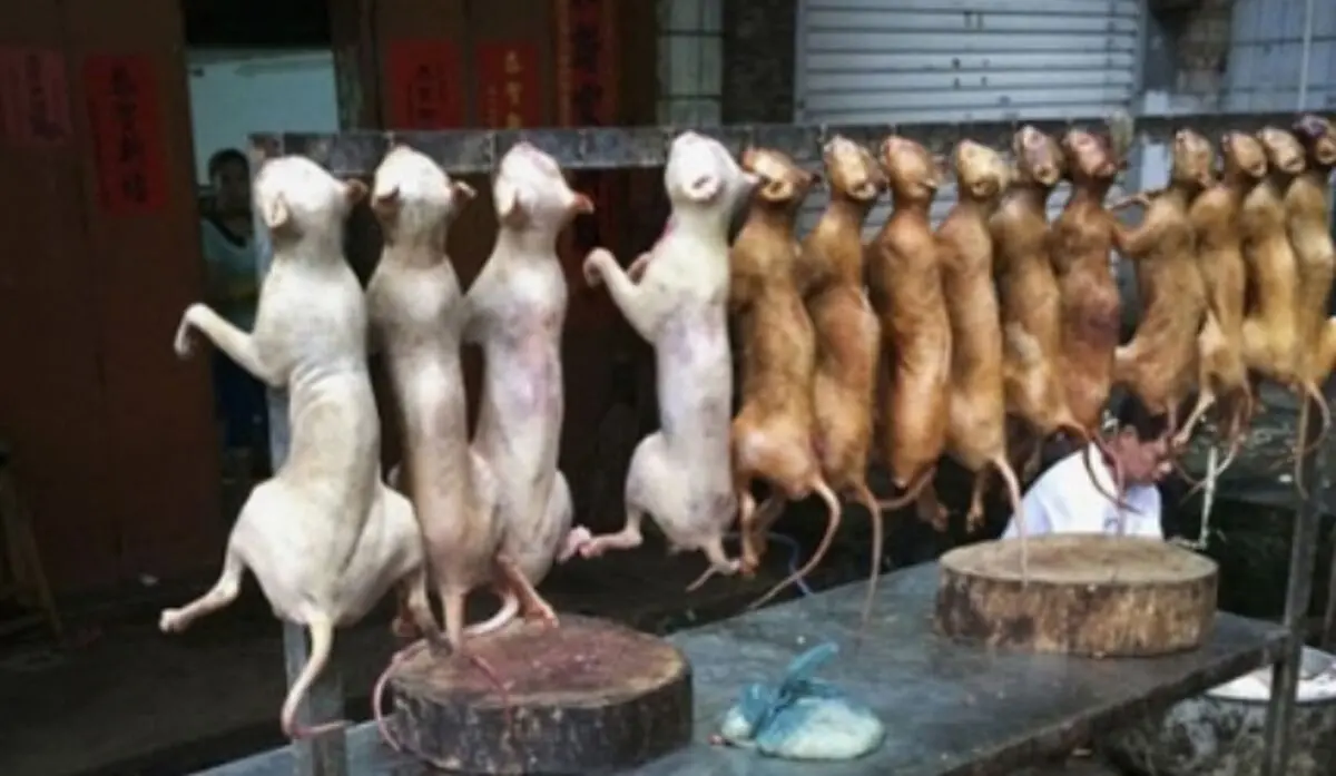 سوسیس‌و‌کالباس با گوشت خوک!!!
