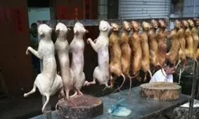 سوسیس‌و‌کالباس با گوشت خوک!!!