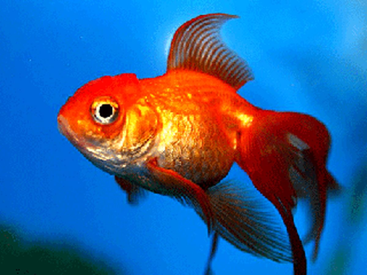 چگونه عمر ماهی‌های قرمز عید نوروز را افزایش دهیم؟
