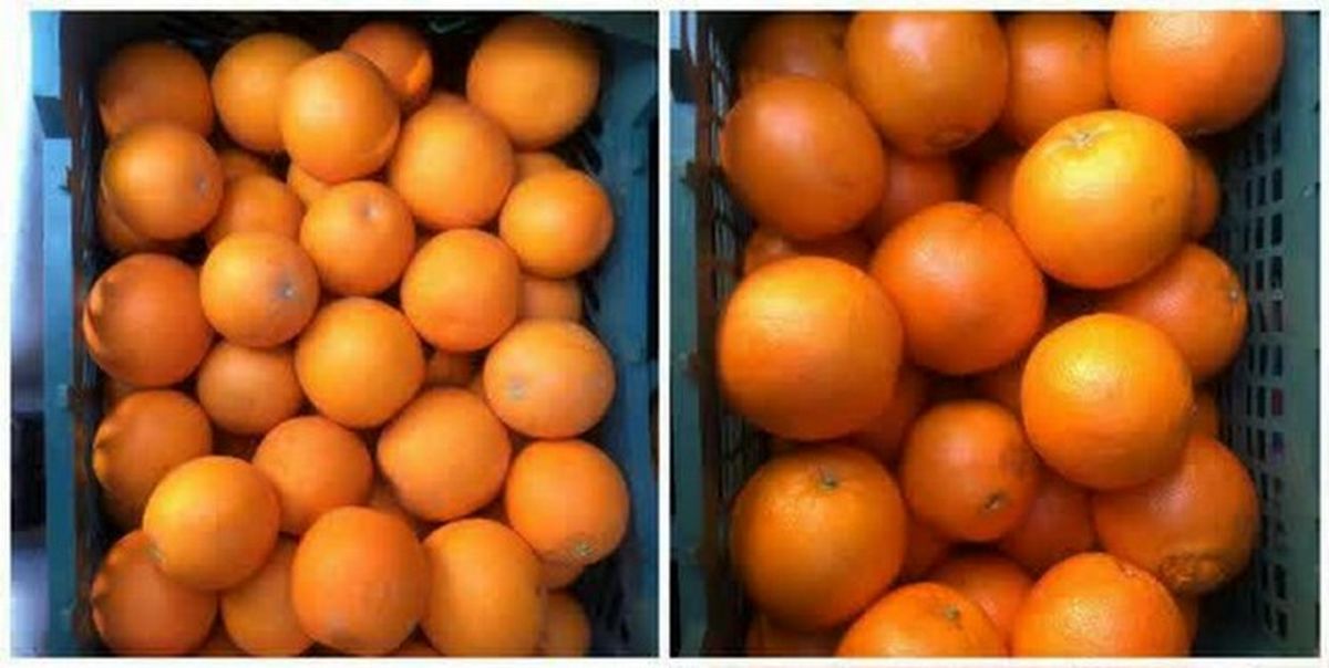 میوه تنظیم بازار در 11 مرکز در شهرستان اردکان توزیع می‌شود