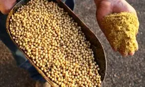 صدهزار تن کنجاله سویا آماده ارایه به تولیدکنندگان/ شرکت پشتیبانی امور دام در ایام تعطیلات هم فعال است