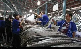 گرانی گوشت سبب رونق بازار ماهی‌فروشان مازندران شد
