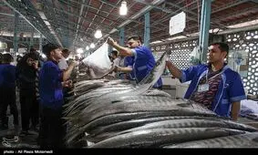 گرانی گوشت سبب رونق بازار ماهی‌فروشان مازندران شد