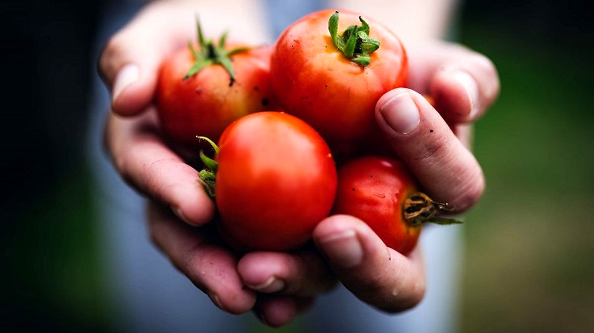 این بیماری موزی را با گوجه فرنگی مهار کنید