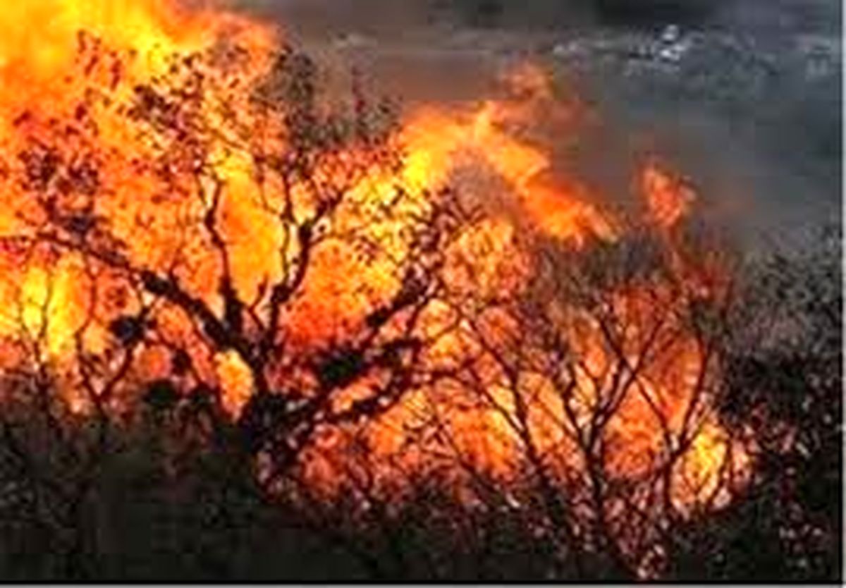 آتش گرفتن یک درخت در محدوده میرداماد تهران بر اثر برخورد با بالن آرزوها+فیلم
