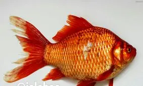 انتقال "سل پوستی" از ماهی قرمز به انسان