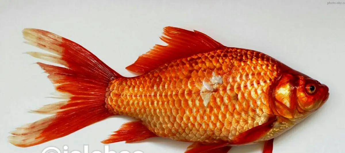 انتقال "سل پوستی" از ماهی قرمز به انسان