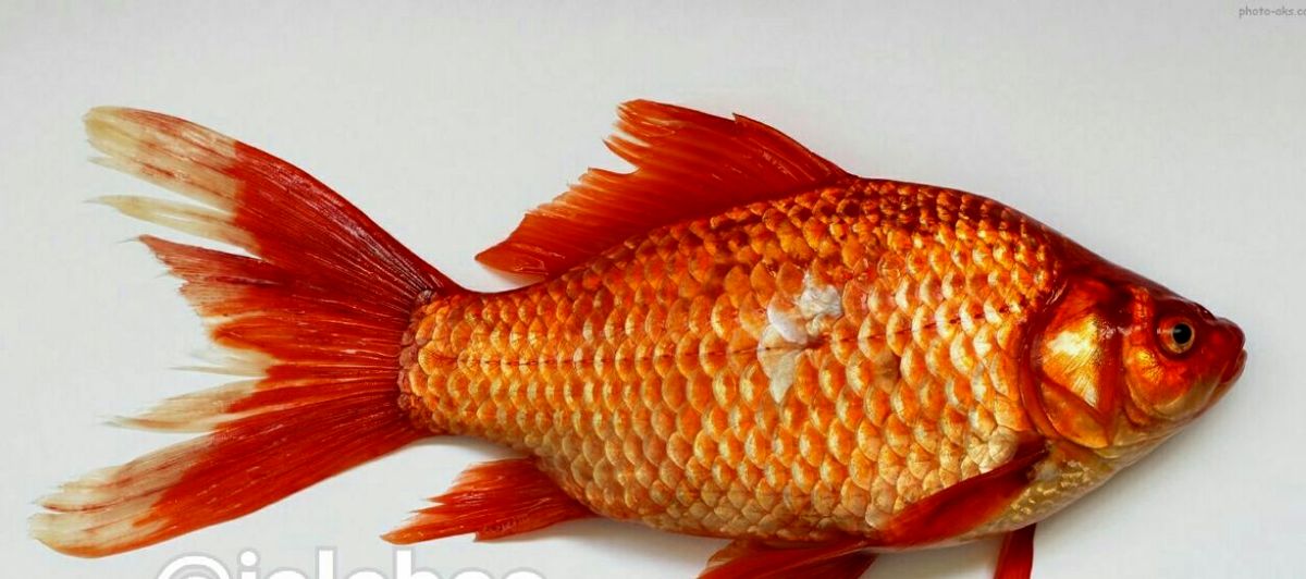 انتقال "سل پوستی" از ماهی قرمز به انسان
