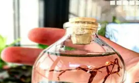 رازهایی دردناک از زندانیان وحشت‌زده در «تراریوم‌»