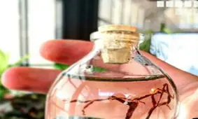 رازهایی دردناک از زندانیان وحشت‌زده در «تراریوم‌»