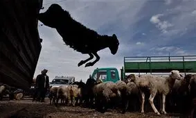 باند گسترده قاچاق دام منهدم شد